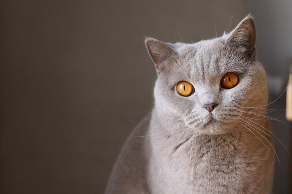 Nadczynnosc tarczycy u kotow objawy i leczenie