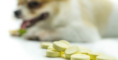 Probiotyki dla psow