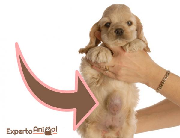 Przepuklina pepkowa u psow przyczyny objawy i leczenie