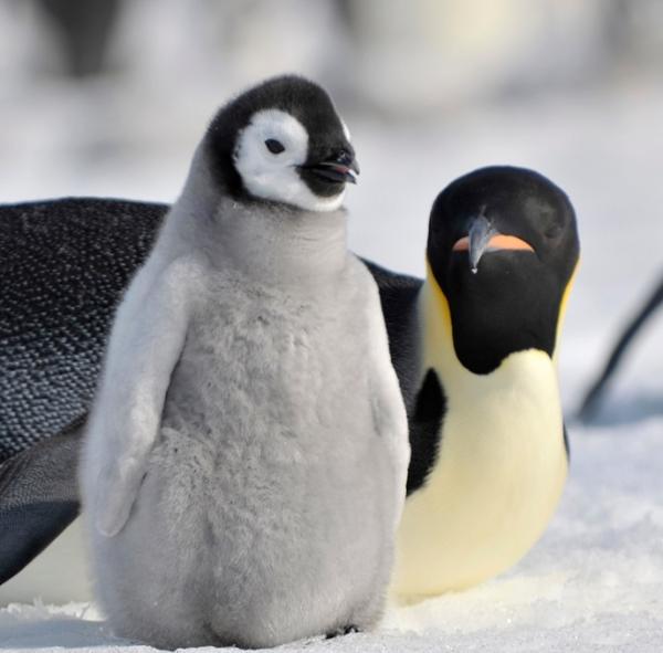 Rodzaje pingwinow