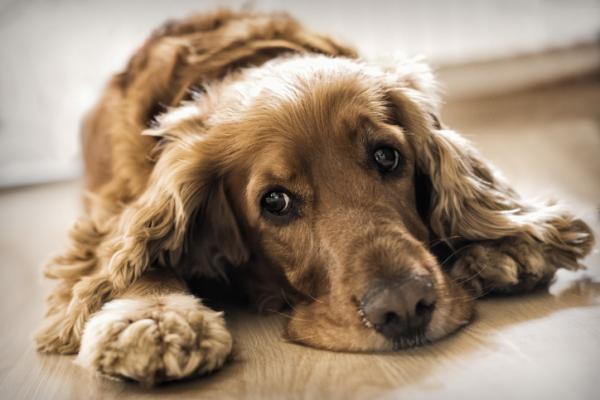 Stluszczenie watroby u psow objawy przyczyny i leczenie
