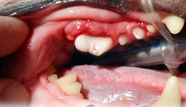 Zapalenie jamy ustnej u psow przyczyny i leczenie