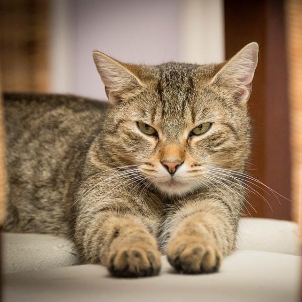 Zapalenie watroby u kotow przyczyny objawy i leczenie