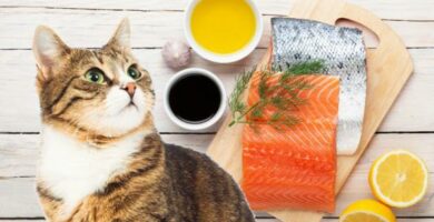 aceite de salmon para gatos dosis y propiedades 23838 600
