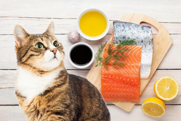 aceite de salmon para gatos dosis y propiedades 23838 600