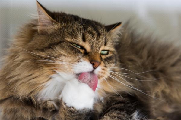 por que los gatos tienen la lengua aspera 22957 600