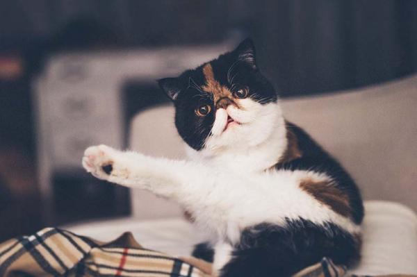 10 dziwnych rzeczy ktore robia koty