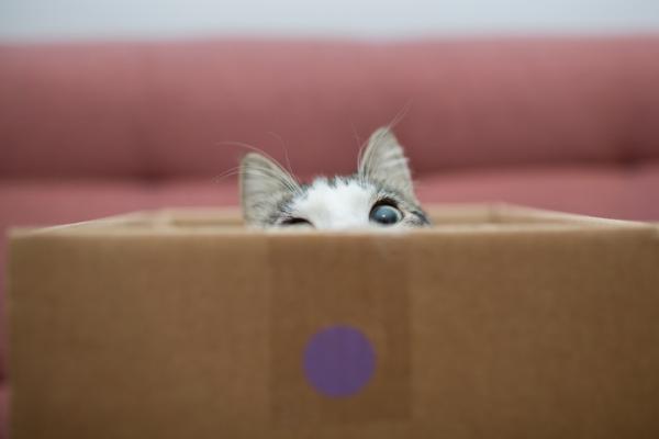 10 miejsc w ktorych koty uwielbiaja sie ukrywac
