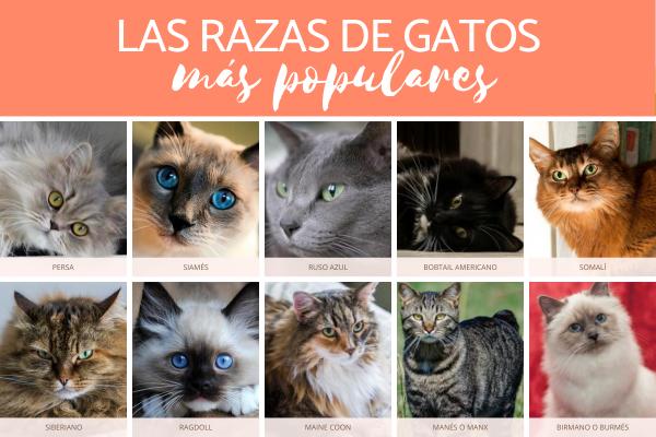 10 najpopularniejszych ras kotow na swiecie
