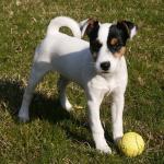 1635740228 147 Parson russell terrier