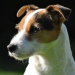 1635740228 257 Parson russell terrier
