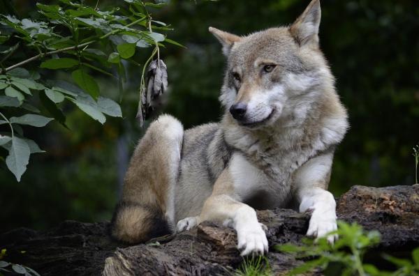 Czy można mieć wilka jako zwierzę domowe?  - Historia związku między wilkiem a człowiekiem