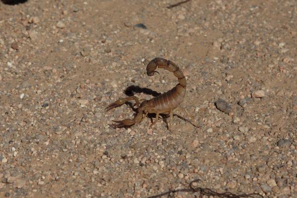 11 najbardziej niebezpiecznych zwierząt w Azji – 2. Skorpion Fattail