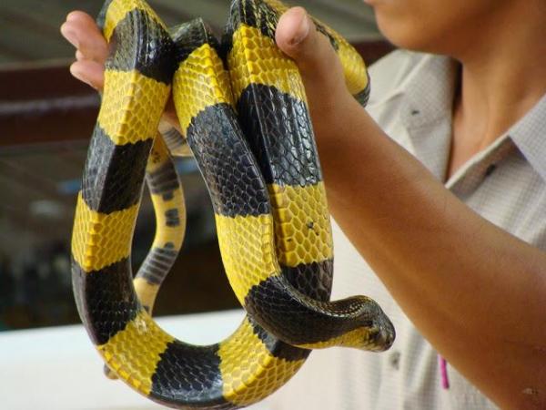 11 najniebezpieczniejszych zwierząt w Azji - 11. Jadowite węże Azji 