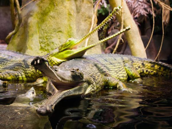 11 najbardziej niebezpiecznych zwierząt w Azji — 6. Krokodyl 