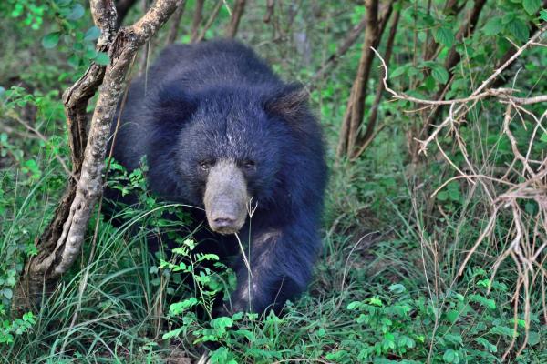11 najbardziej niebezpiecznych zwierząt w Azji — 8. Niedźwiedź leniwy