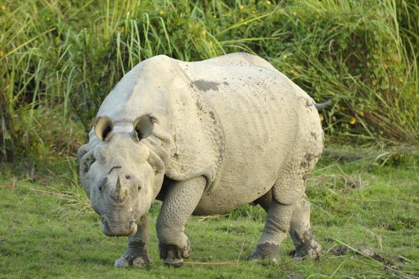 11 najbardziej niebezpiecznych zwierząt w Azji – 3. Nosorożec indyjski