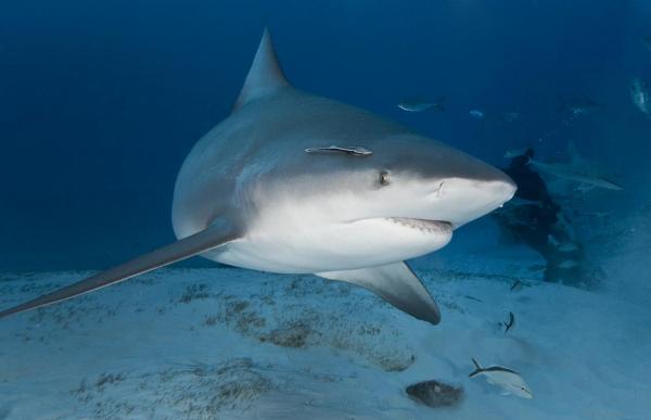 11 najbardziej niebezpiecznych zwierząt w Azji – 4. Rekiny w Azji