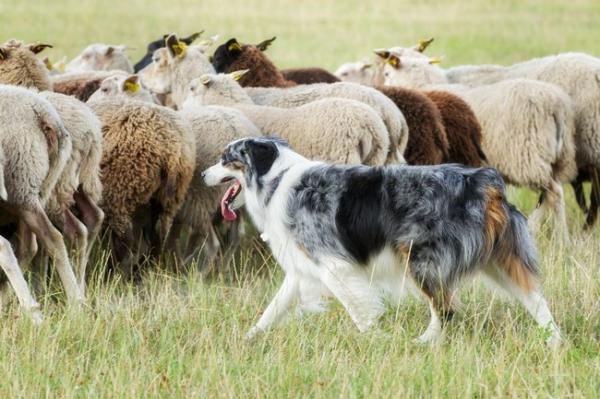 6 instynktownych zachowań psów - 4. Pasterstwo