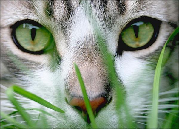 Homeopatia dla kotów - co to jest homeopatia i jak może pomóc mojemu kotu?