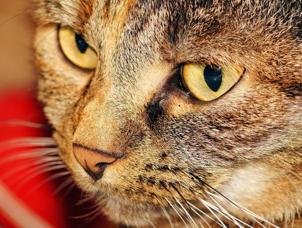 Homeopatia dla kotów - homeopatyczne środki zaradcze dla kotów