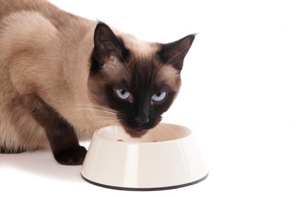 Dieta kota syjamskiego - Domowa dieta