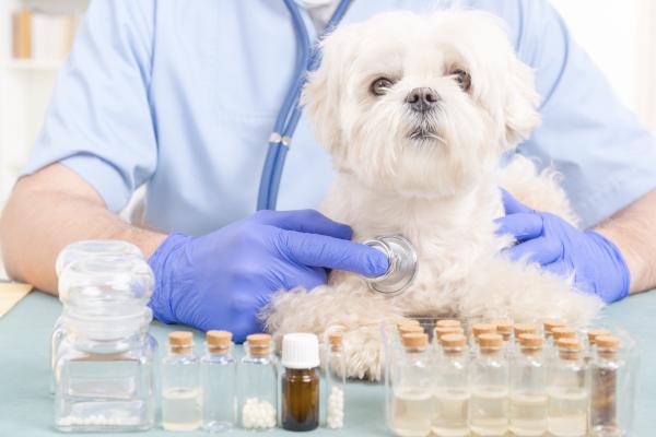Homeopatia dla psów alergicznych - diagnostyka alergii u psów