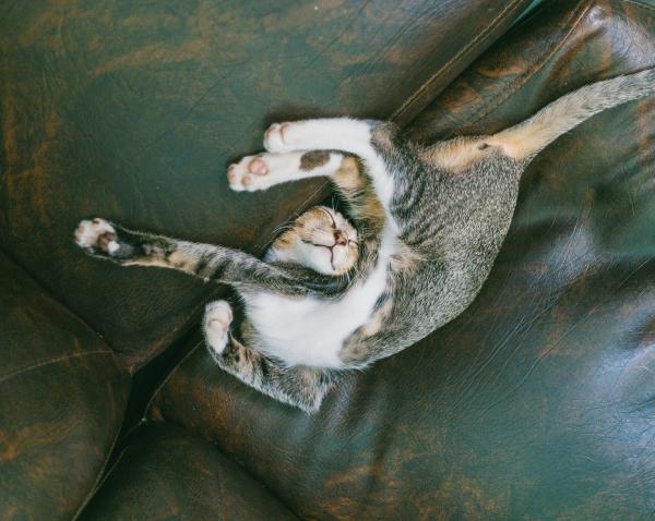 Co oznaczają pozycje śpiące kotów?  - Pozycje do spania młodych kociąt