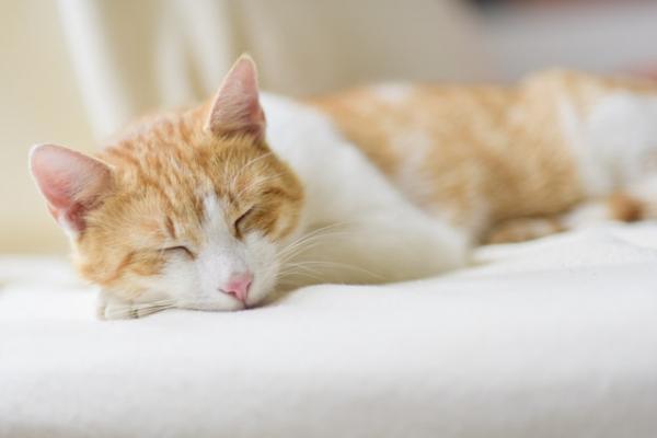 Co oznaczają pozycje śpiące kotów?  - Zwinięty z podpartą głową