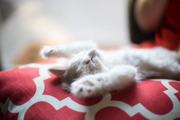 Co oznaczają pozycje śpiące kotów?  - Stawić czoła