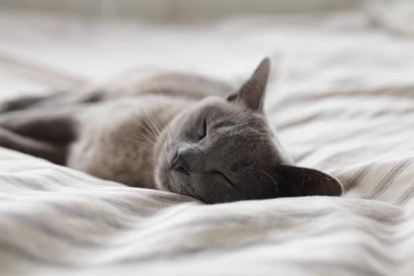 Co oznaczają pozycje śpiące kotów?  - Na boki
