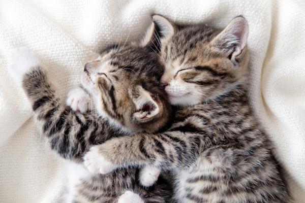 Co oznaczają pozycje śpiące kotów?  - Pozycja przytulania
