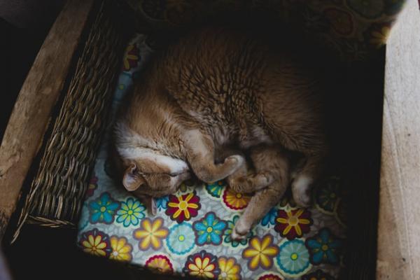 Co oznaczają pozycje śpiące kotów?  - Pokryty