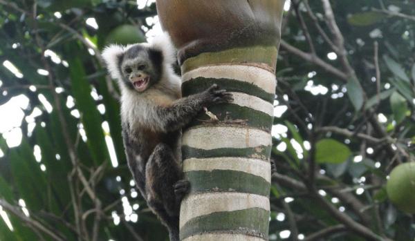 Małpa marmozeta jako zwierzę domowe - Struktura społeczna marmozet