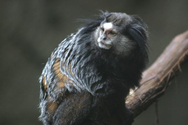 Małpa marmozeta jako zwierzę domowe – handel marmozetami