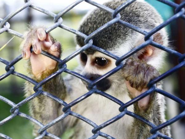 Małpa marmozeta jako zwierzę domowe - Adopcja marmozet