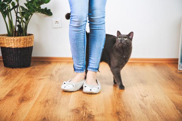 10 dziwnych zachowań kota - 1. Ocieranie się o nogi