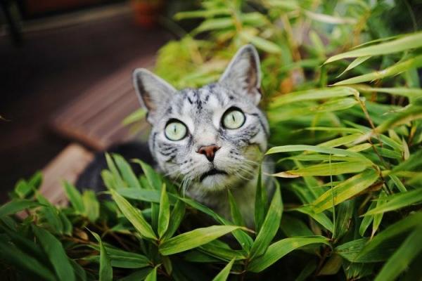 10 dziwnych zachowań kotów - 6. Gryzienie roślin