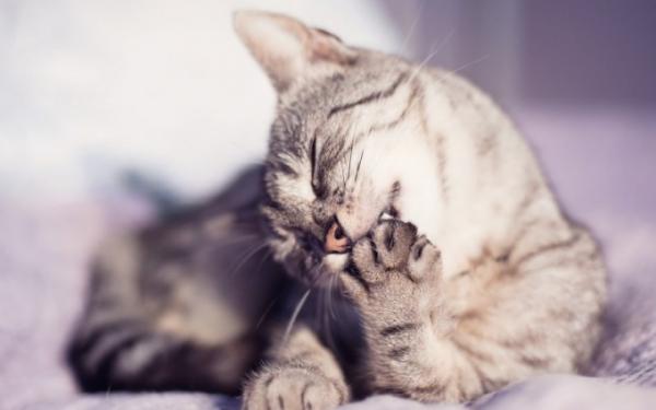 10 dziwnych zachowań kotów - 8. Gryzienie siebie