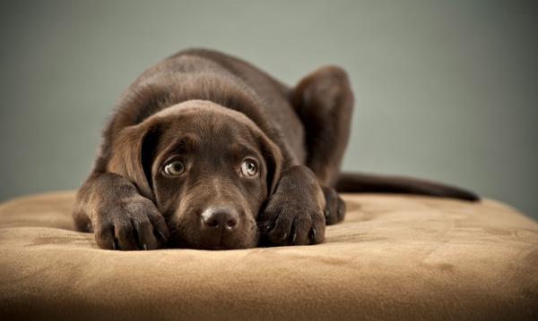 Homeopatia dla przestraszonych psów – strach, strach lub fobia