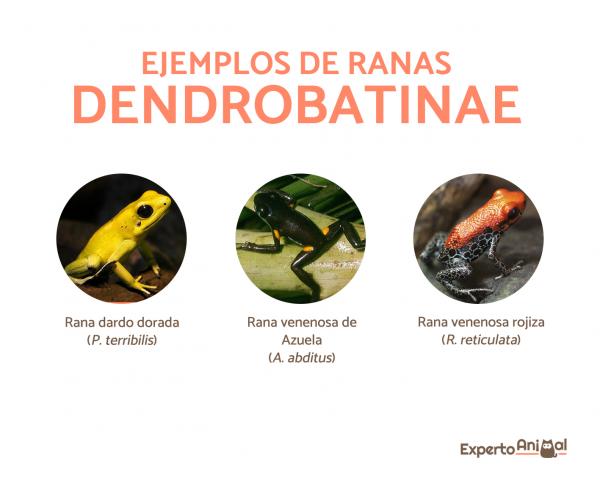 Żaby grotowe - Rodzaje, cechy, siedlisko, dieta - Żaby grotowe z podrodziny Dendrobatinae