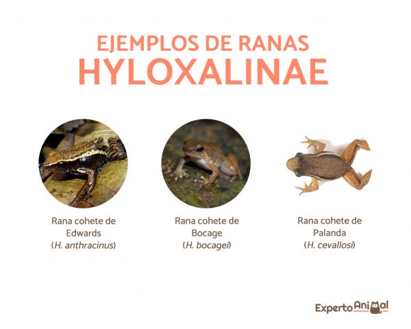 Żaby grotowe - Rodzaje, cechy, siedlisko, dieta - Żaby grotowe z podrodziny Hyloxalinae