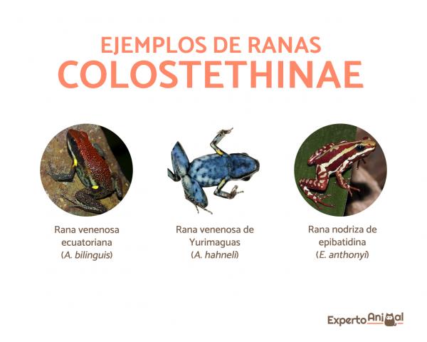 Żaby grotowe - Rodzaje, cechy, siedlisko, dieta - Żaby grotowe z podrodziny Colostethinae