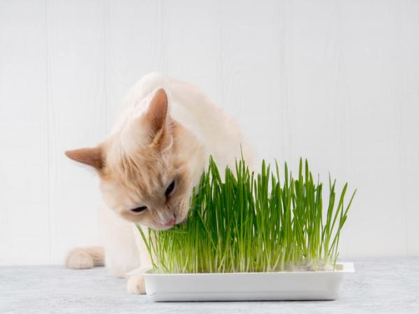 Dlaczego koty jedzą trawę?  - Dobre rośliny dla kotów