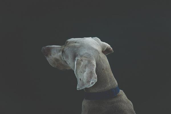 Homeopatia dla nerwowych psów - Nerwowość jako zaburzenie zachowania psów