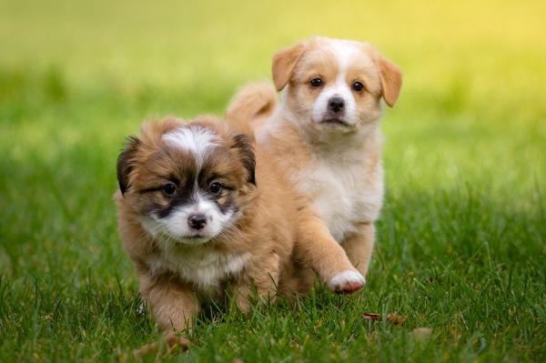 Homeopatia dla nerwowych psów - fizjologiczne przyczyny nerwowości u psów