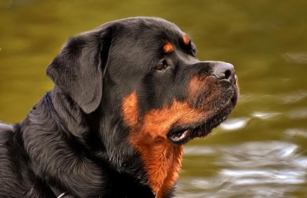 7 najbardziej posłusznych ras psów - 6. Rottweiler 