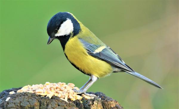 Rozmnażanie ptaków - Charakterystyka i przykłady - Zdrowie krycia ptaków