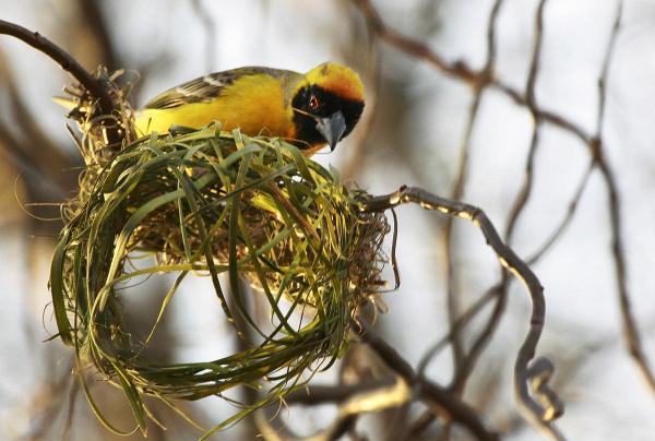 Rozmnażanie ptaków - Charakterystyka i przykłady - Budowa gniazd w zalotach ptaków