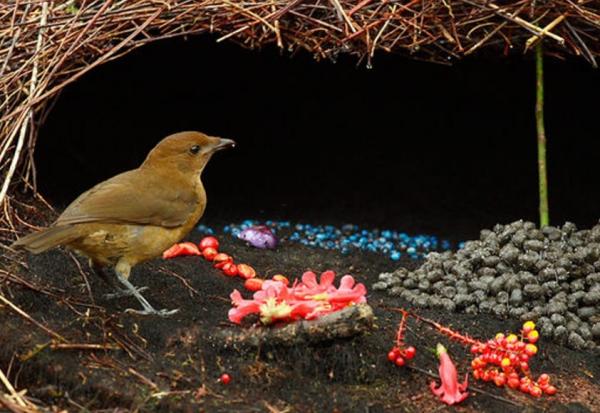 Rozmnażanie ptaków - Charakterystyka i przykłady - Rytuały czyszczenia i dekoracji w zalotach ptaków
